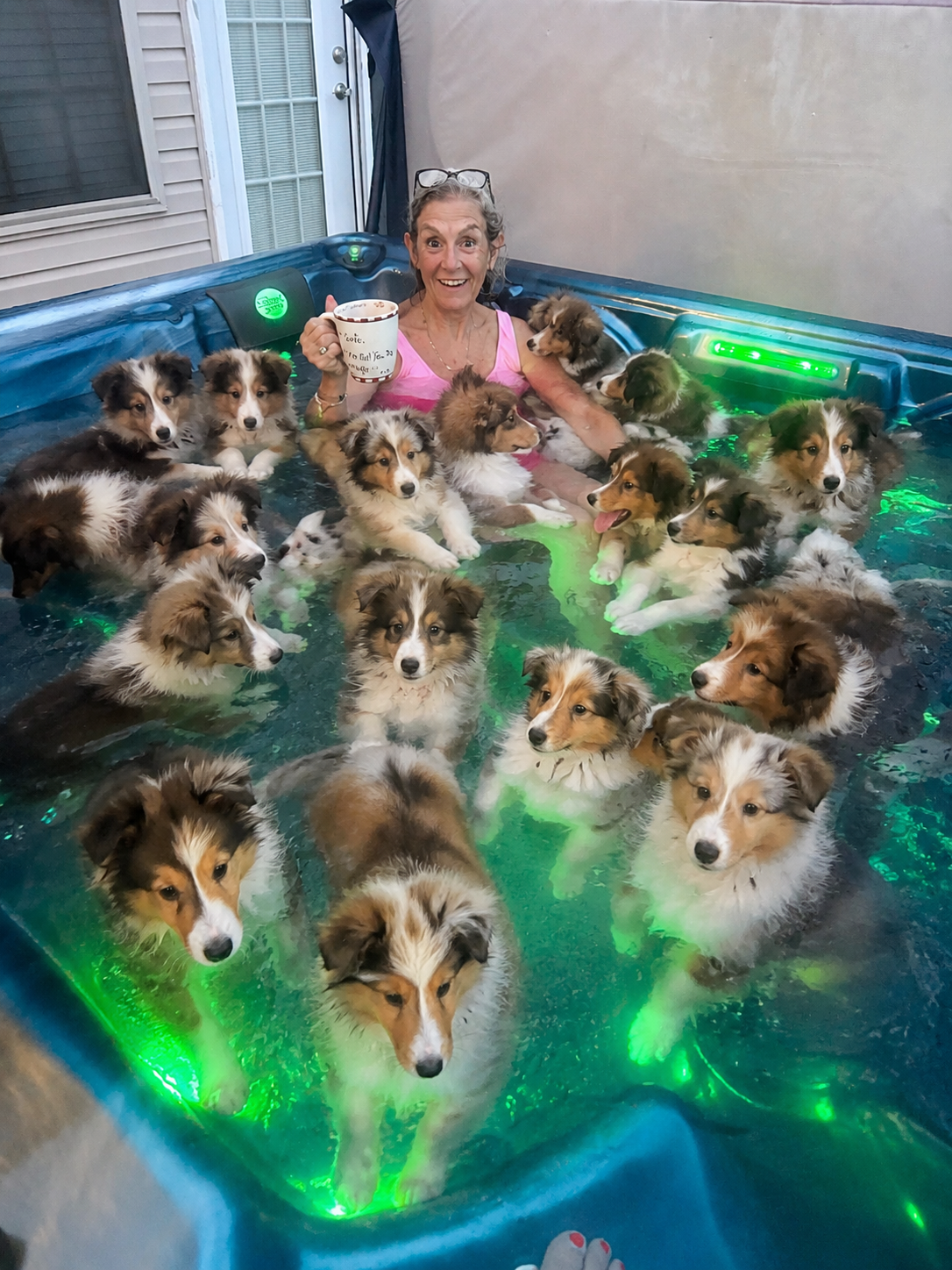 Skoshie Shelties